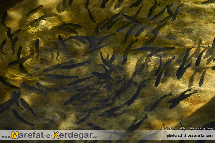 پرورش ماهی روستای نجنه علیا پرورش ماهی روستای نجنه علیا