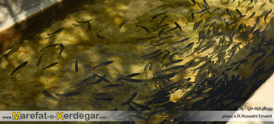 پرورش ماهی در بانه پرورش ماهی در بانه