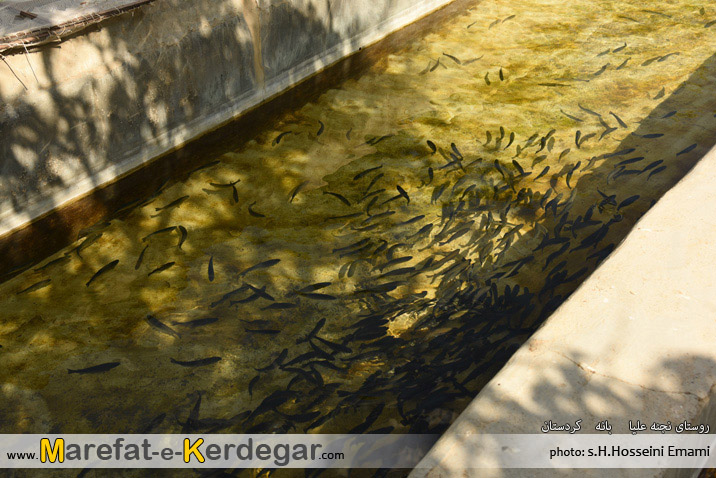 پرورش ماهی در بانه پرورش ماهی در بانه