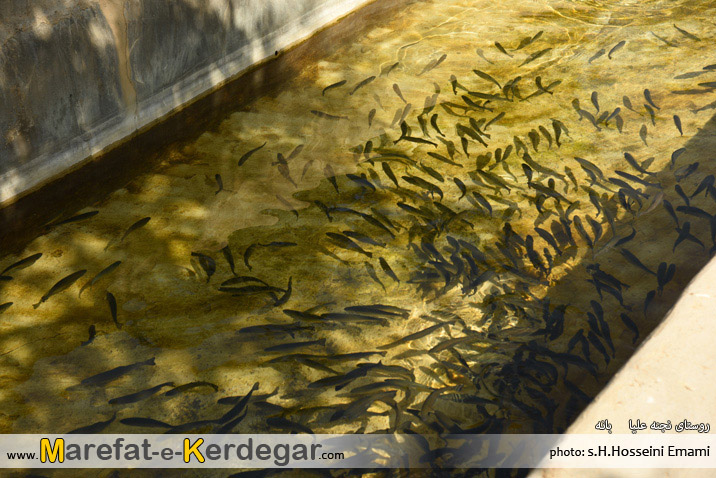 پرورش ماهی در بانه پرورش ماهی در بانه