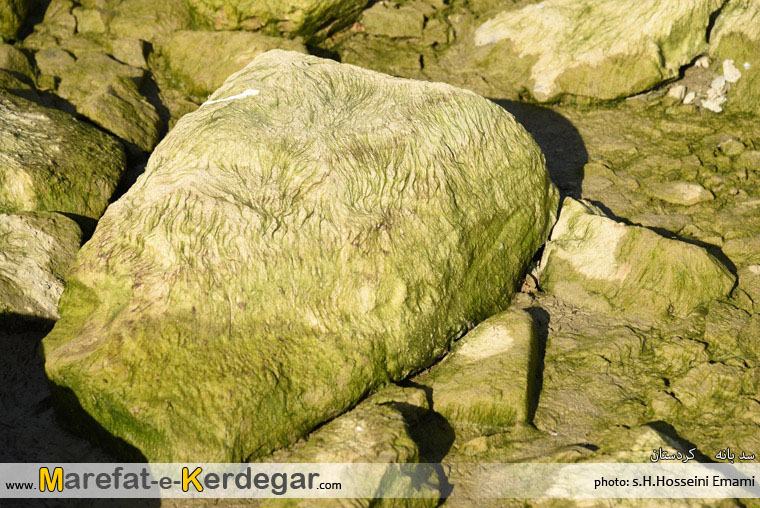 طبیعت بانه طبیعت بانه