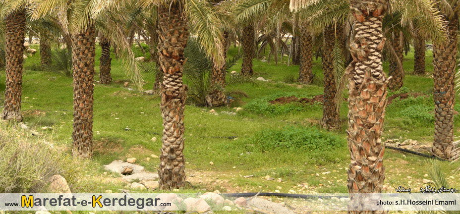 نخلستان بستک نخلستان بستک