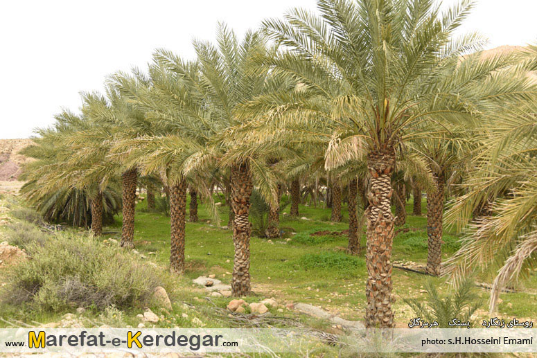 نخلستان بستک نخلستان بستک