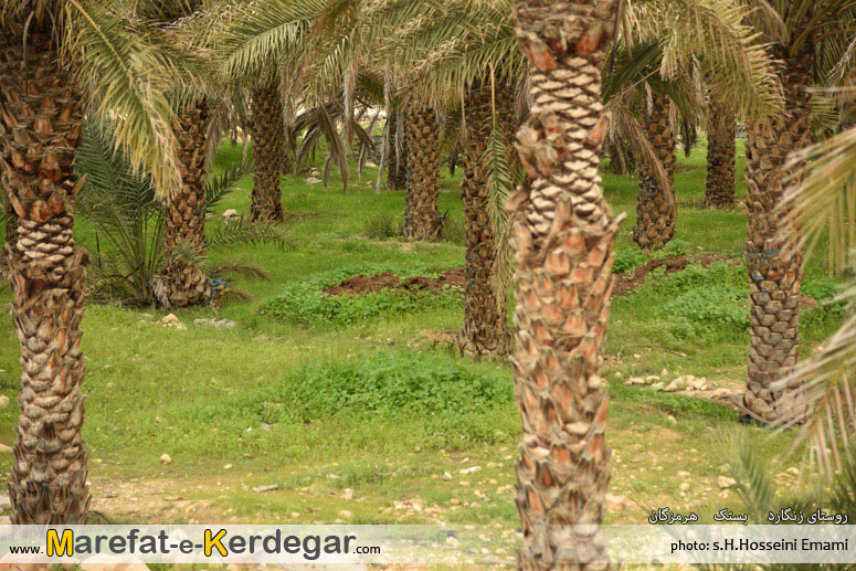 نخلستان بستک نخلستان بستک