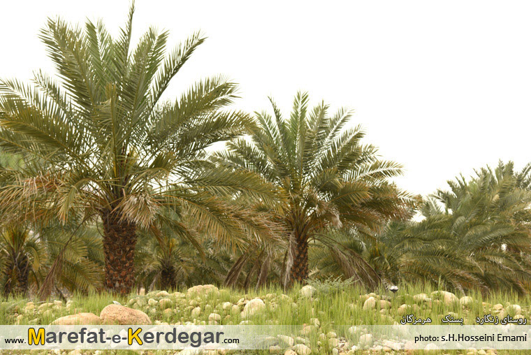 عکاسی از بستک عکاسی از بستک