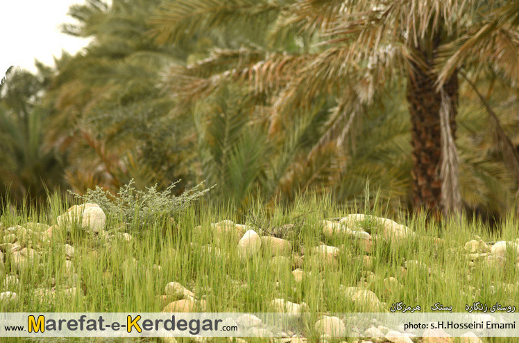 عکاسی از بستک عکاسی از بستک