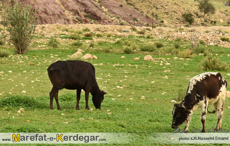 جاهای دیدنی بستک جاهای دیدنی بستک