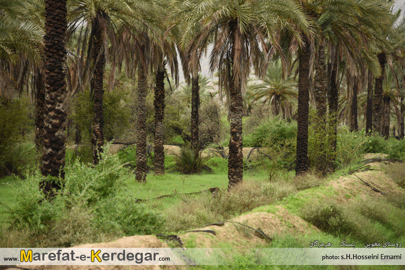 نخلستان بستک نخلستان بستک