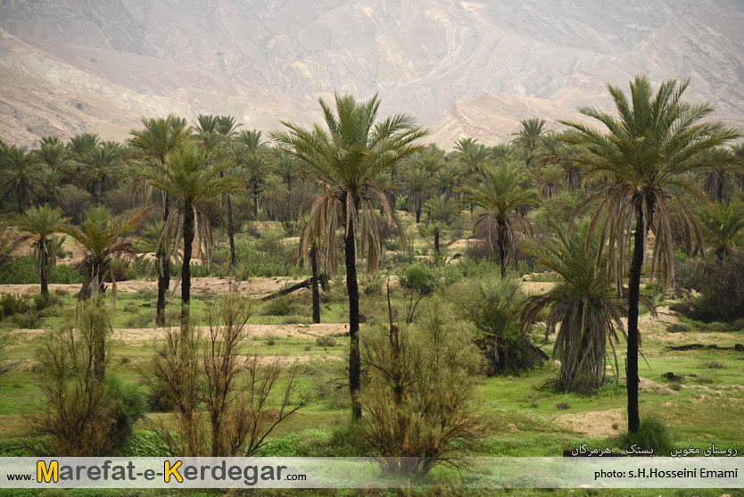نخلستان های بستک نخلستان های بستک