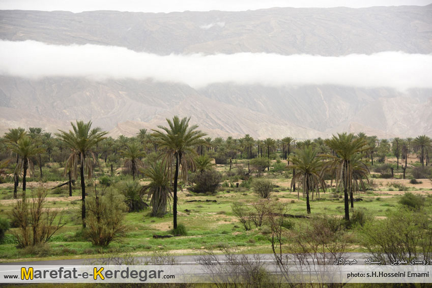 نخلستان های بستک نخلستان های بستک