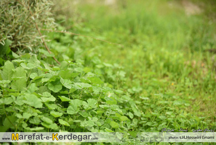 جاذبه های گردشگری شهرستان بستک جاذبه های گردشگری شهرستان بستک