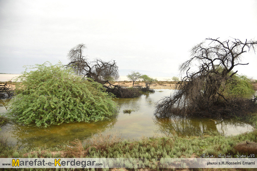 طبیعت بندرلنگه