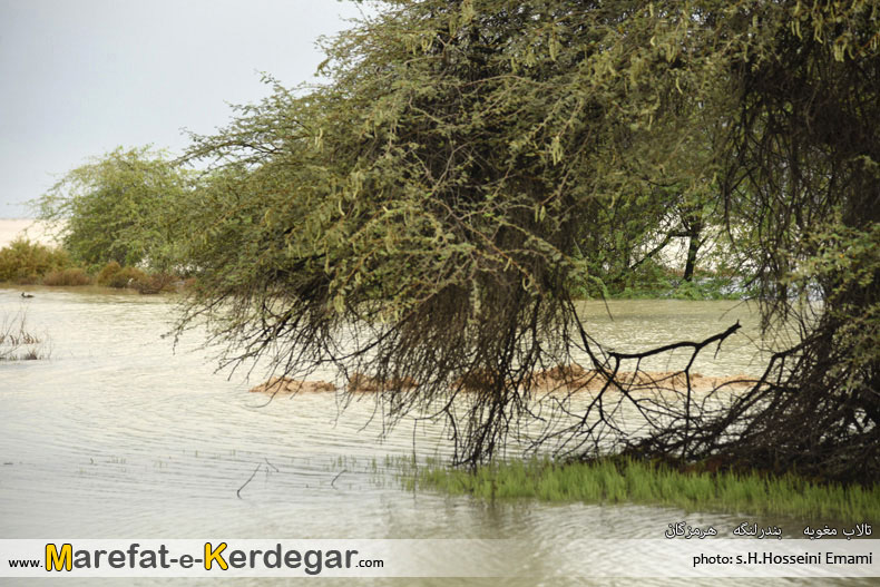 طبیعت روستای مغویه طبیعت روستای مغویه