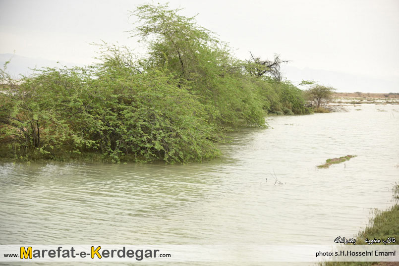 جاذبه های طبیعی بندرلنگه جاذبه های طبیعی بندرلنگه