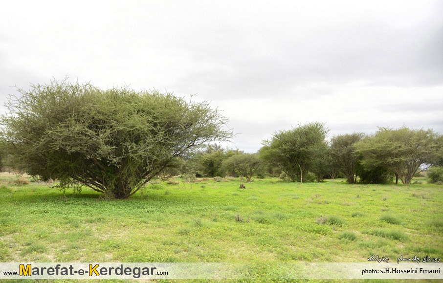 روستای چاه مسلم روستای چاه مسلم