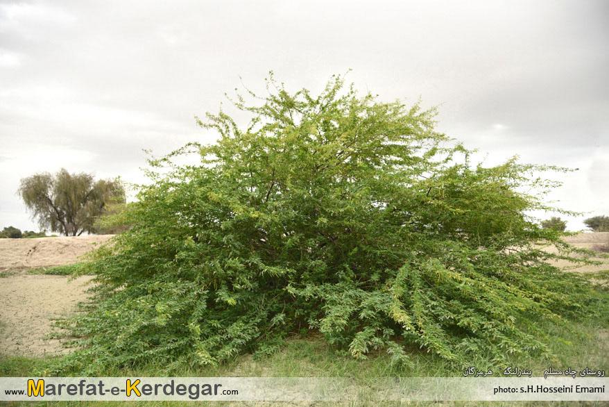 طبیعت بندر لنگه طبیعت بندر لنگه