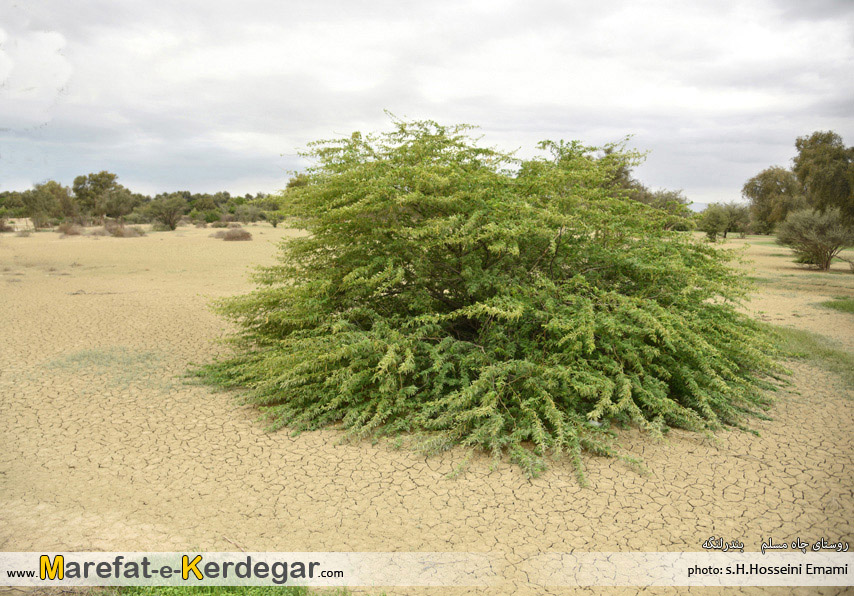 طبیعت بندرلنگه