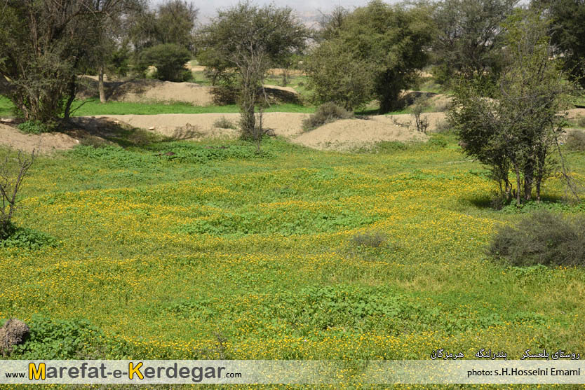 طبیعت بهاری بندرلنگه