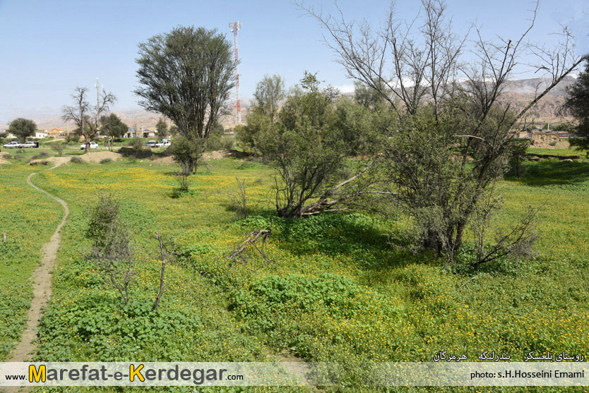 طبیعت بهاری بندرلنگه طبیعت بهاری بندرلنگه