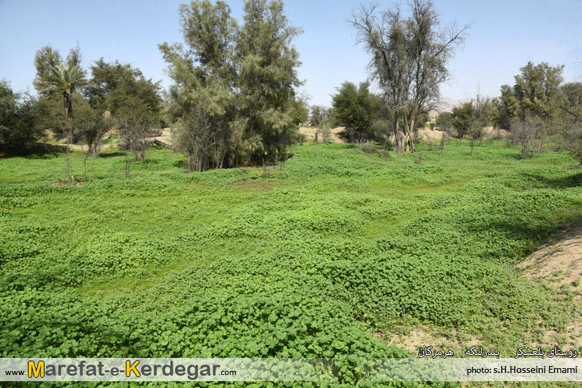 طبیعت بندر لنگه طبیعت بندر لنگه