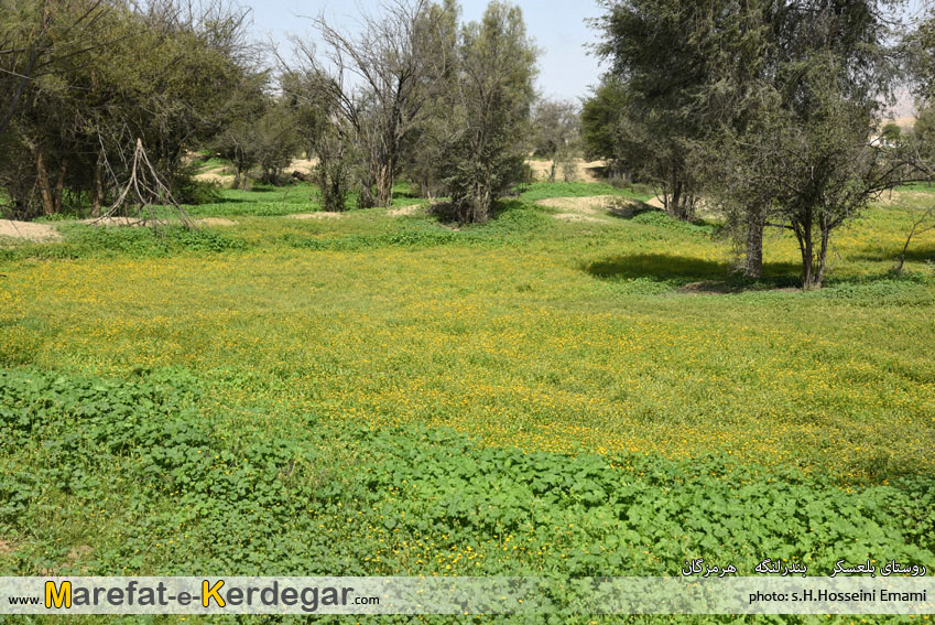 طبیعت شهرستان بندرلنگه