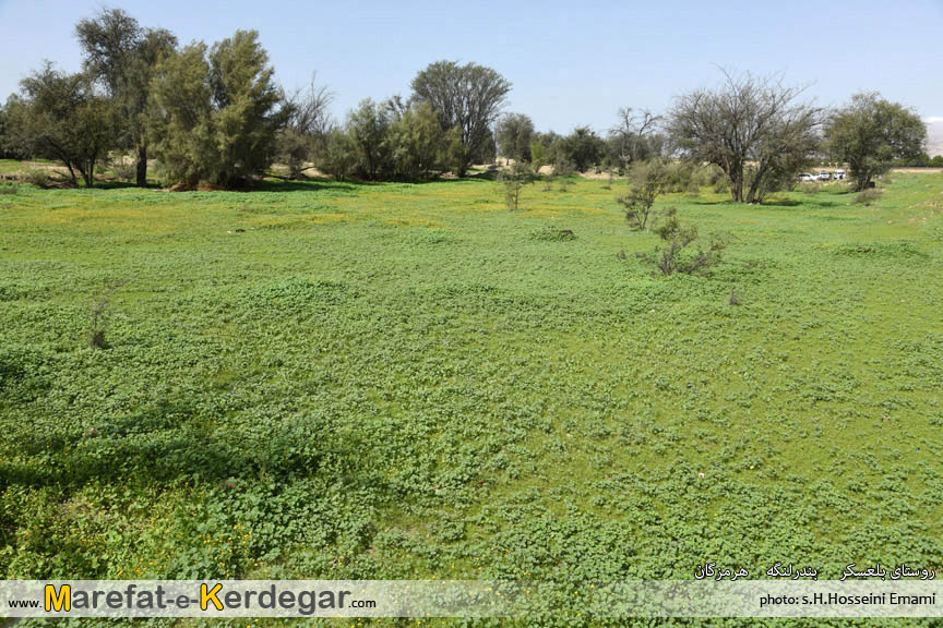 طبیعت بهاری شهرستان بندرلنگه