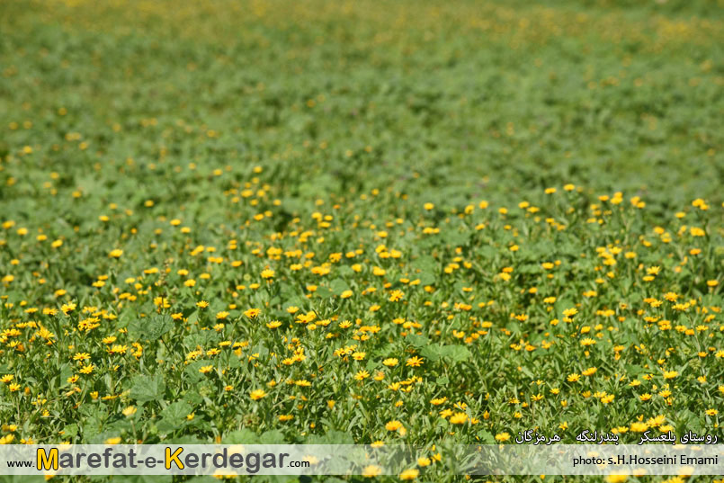 طبیعت بهاری شهرستان بندر لنگه طبیعت بهاری شهرستان بندر لنگه