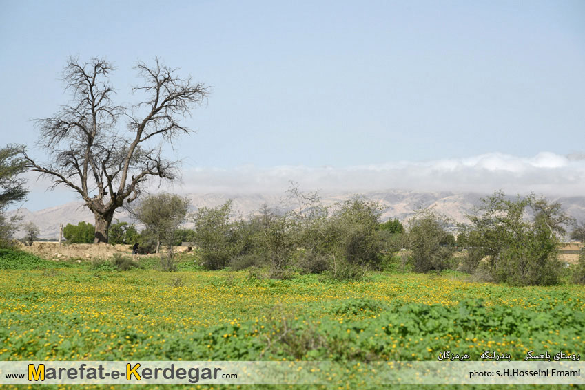 طبیعت بهاری بندر لنگه