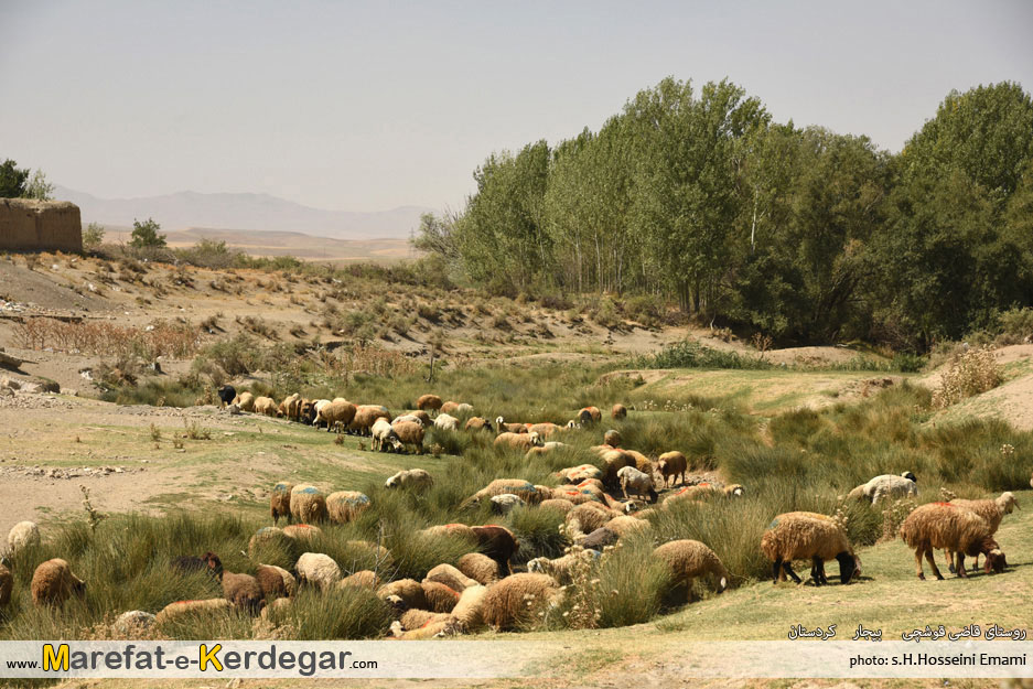 روستای قاضی قوشچی