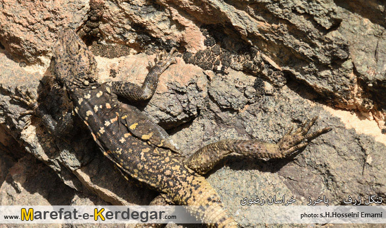 آگاما ایرانی آگاما ایرانی