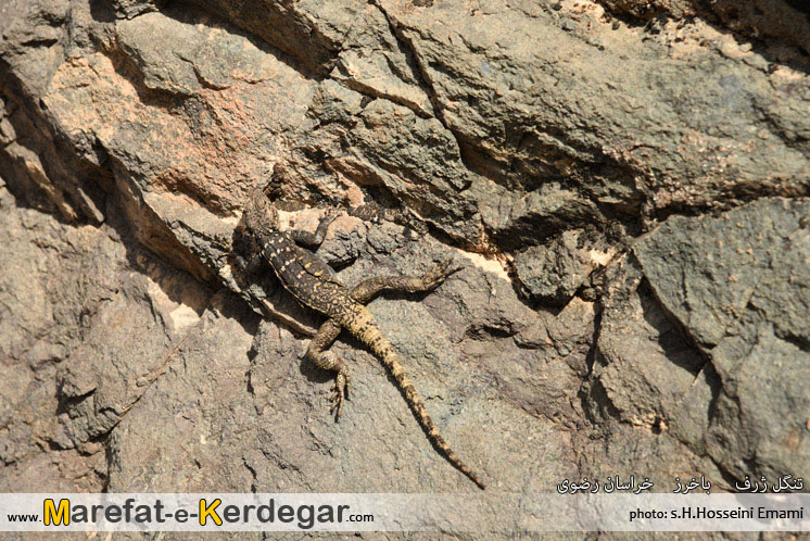 آگاما ایرانی آگاما ایرانی