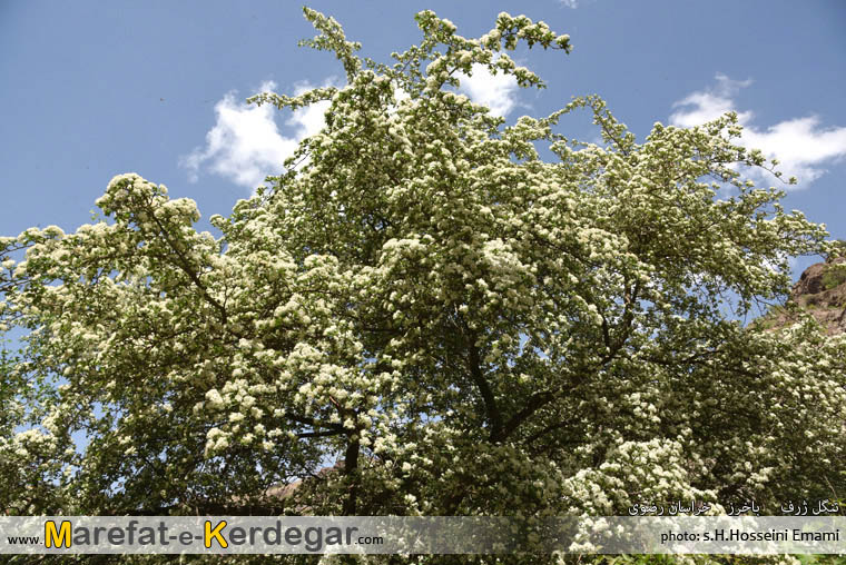 جاهای دیدنی خراسان رضوی جاهای دیدنی خراسان رضوی