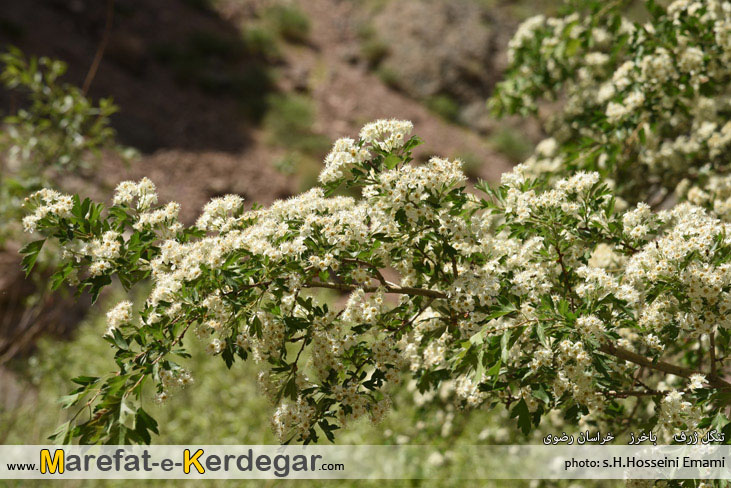 جاهای دیدنی استان خراسان رضوی جاهای دیدنی استان خراسان رضوی