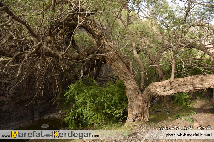 گشت و گذار در باخرز گشت و گذار در باخرز