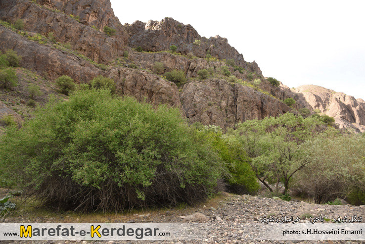 گشت و گذار در ایران