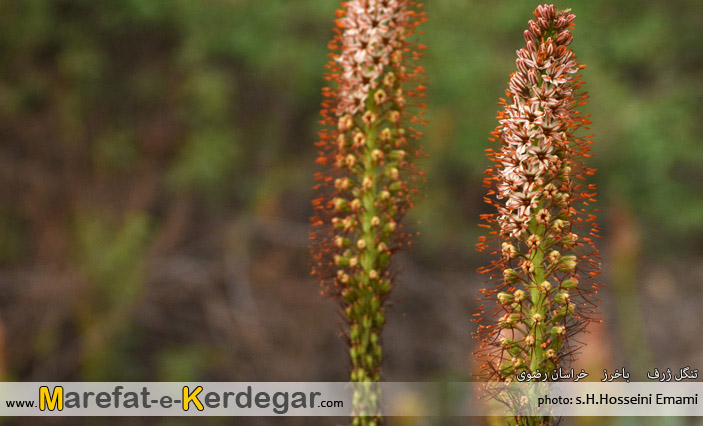 مناطق بکر خراسان رضوی مناطق بکر خراسان رضوی
