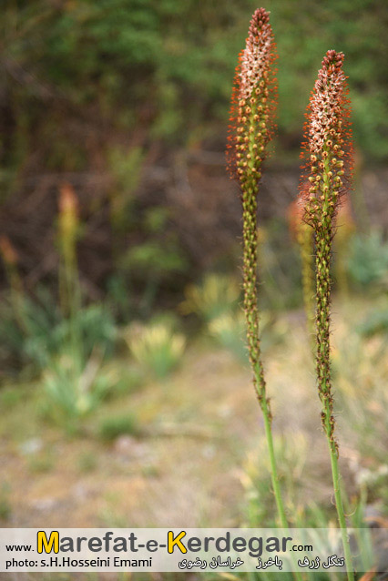 مناطق بکر خراسان رضوی مناطق بکر خراسان رضوی