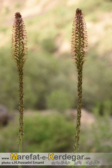 مناطق بکر استان خراسان رضوی