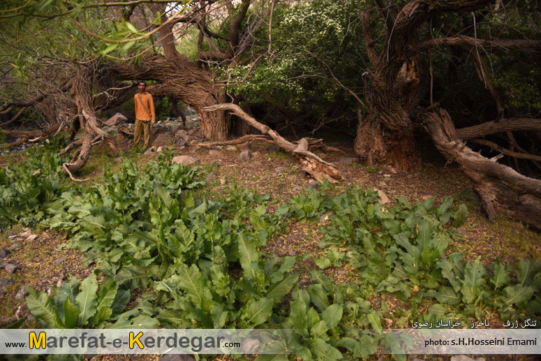 جاهای بکر باخرز جاهای بکر باخرز