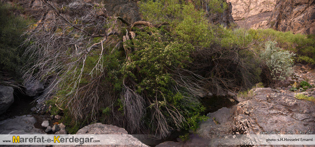 طبیعت بکر خراسان رضوی طبیعت بکر خراسان رضوی