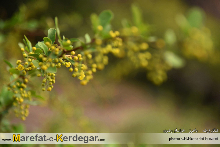 دره پیمایی در خراسان رضوی دره پیمایی در خراسان رضوی