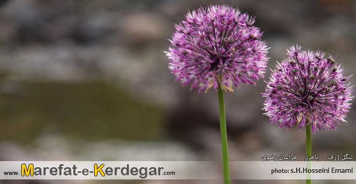 دره پیمایی در استان خراسان رضوی دره پیمایی در استان خراسان رضوی