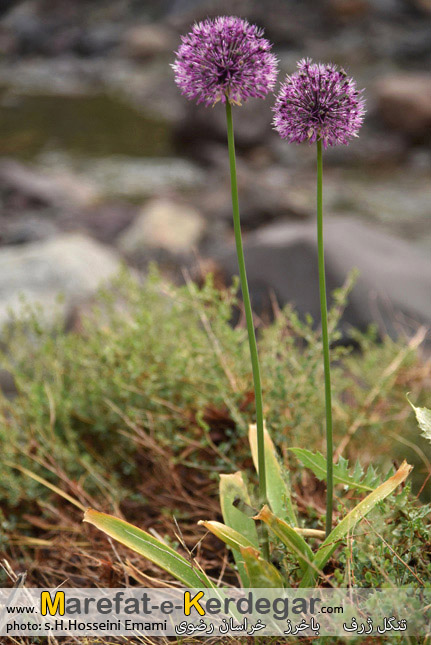 دره پیمایی در استان خراسان رضوی دره پیمایی در استان خراسان رضوی
