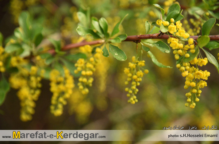 دره پیمایی در ایران دره پیمایی در ایران