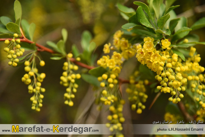 درخت زرشک درخت زرشک