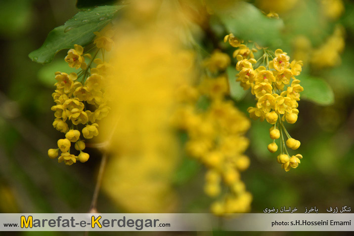 درختچه زرشک درختچه زرشک