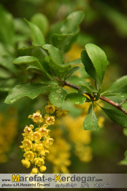 شکوفه زرشک شکوفه زرشک