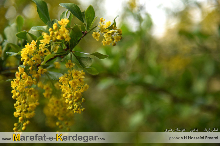 شکوفه زرشک شکوفه زرشک
