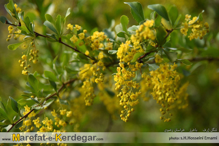 زرشک خراسان زرشک خراسان