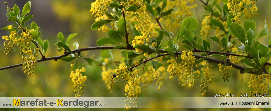 زرشک خراسان رضوی زرشک خراسان رضوی